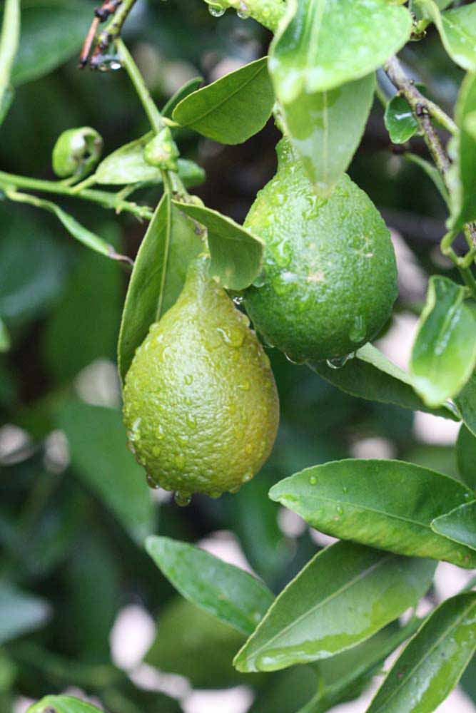              Immature fruit (Riverside, CA)       